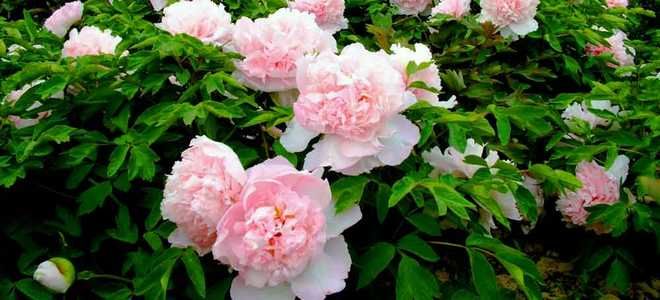 фото3 подкормка пионов аммиачной селитрой