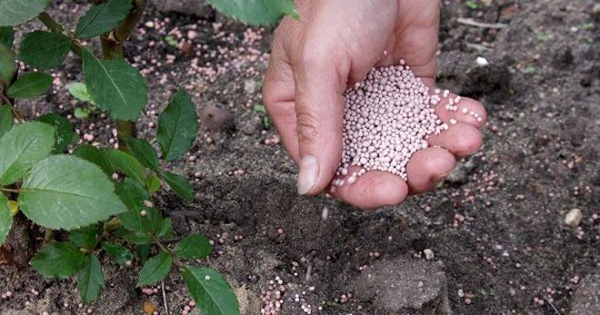 Подкормка роз в августе двойным суперфосфатом Подкормка роз в августе двойным суперфосфатом