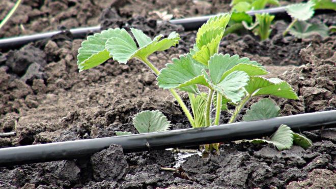 полив клубники Купчихи полив клубники Купчихи