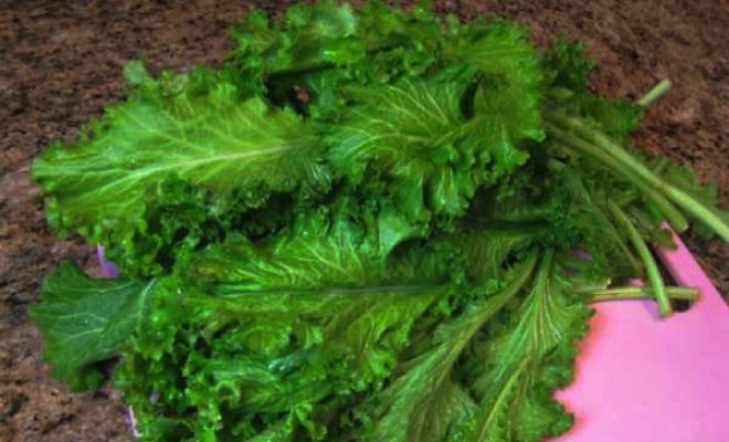 польза и вред листовой горчицы польза и вред листовой горчицы