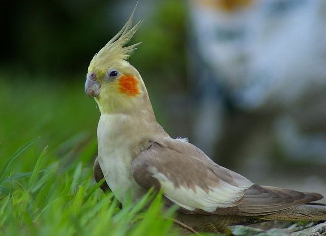 попугай корелла болезни попугай корелла болезни