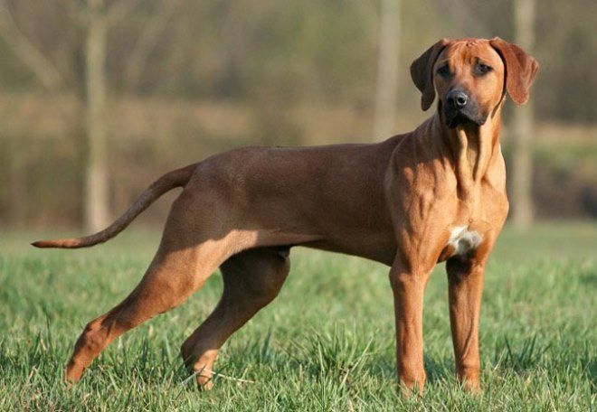 стандарт породы родезийский риджбек стандарт породы родезийский риджбек
