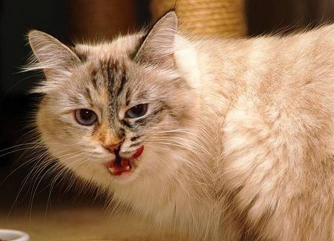 сухой корм для стерилизованных кошек класса эконом сухой корм для стерилизованных кошек класса эконом