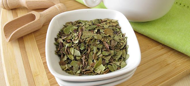 толокнянка при цистите толокнянка при цистите