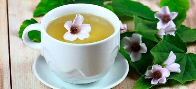 Травы для лечения желудка Травы для лечения желудка