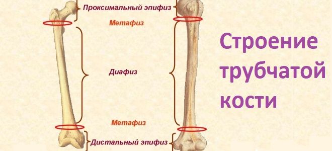 Трубчатая кость Трубчатая кость