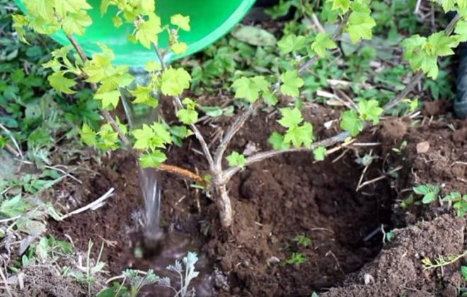 уход за черной смородиной уход за черной смородиной