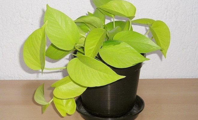 виды эпипремнума эпипремнум золотистый неон виды эпипремнума эпипремнум золотистый неон