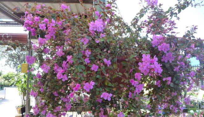 виды маттиолы маттиола двурогая виды маттиолы маттиола двурогая