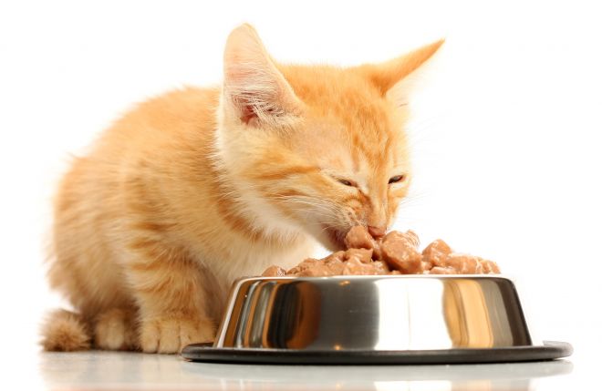 влажный корм для кошек перфект фит влажный корм для кошек перфект фит