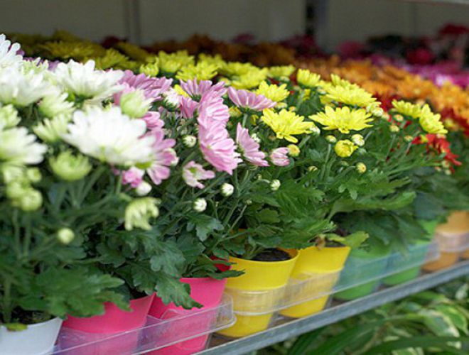 вызон для хризантемы вызон для хризантемы