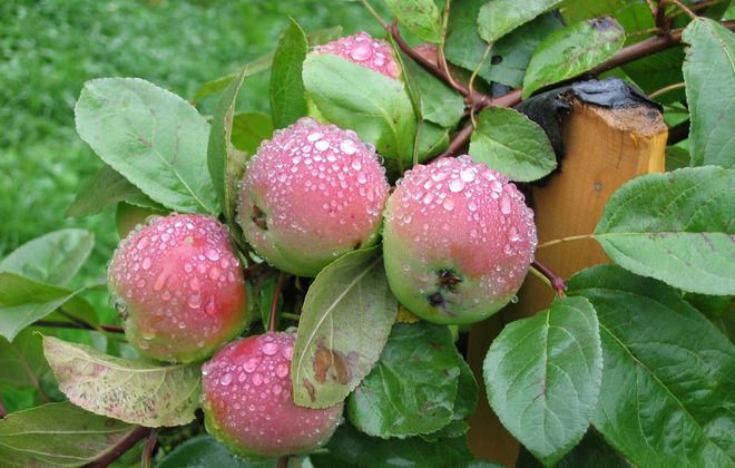 яблоня уэлси зимостойкость яблоня уэлси зимостойкость