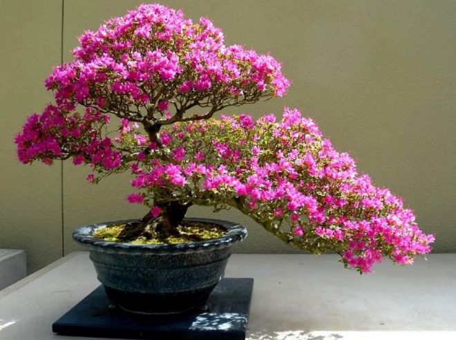 японская азалия сорта японская азалия сорта