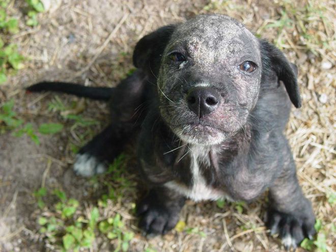 ювенильный демодекоз у собак ювенильный демодекоз у собак