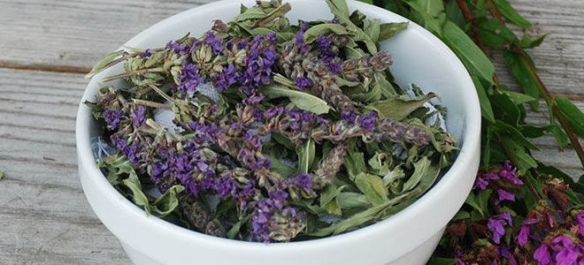 заготовка дербенника иволистного заготовка дербенника иволистного