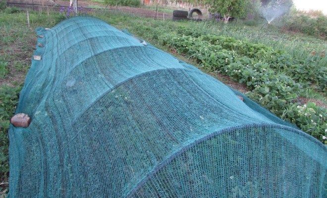 затеняющая сетка для грядок затеняющая сетка для грядок