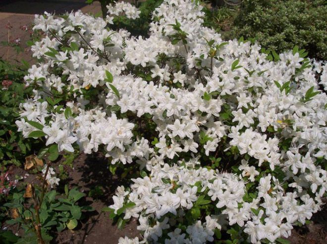 азалия японская адонис азалия японская адонис