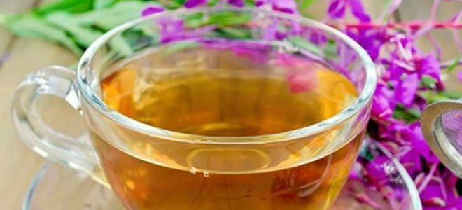 чай из дербенника чай из дербенника