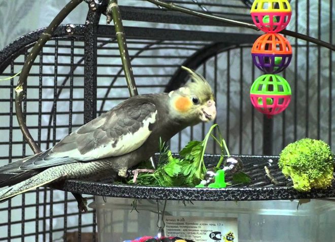 чем кормить кореллу чем кормить кореллу