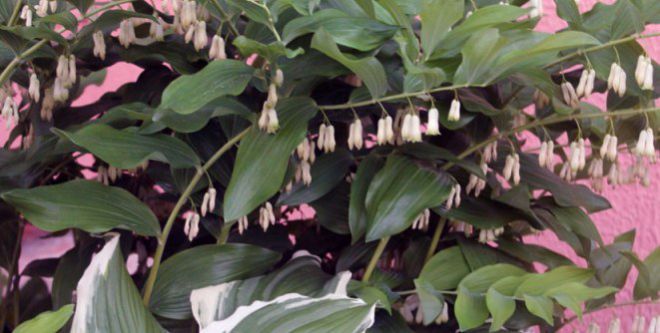 Чем подкормить садовые ландыши Чем подкормить садовые ландыши