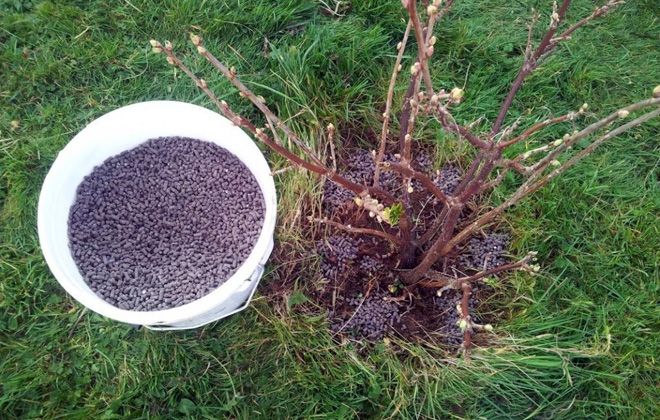 черная смородина чем подкормить весной черная смородина чем подкормить весной