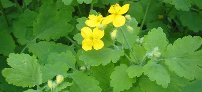 чистотел против бородавок чистотел против бородавок