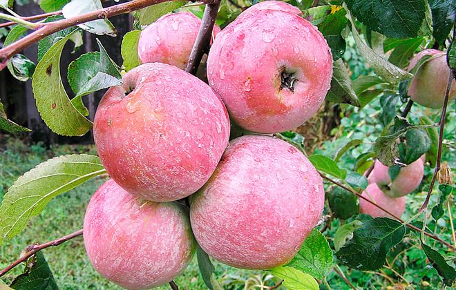 что лучше яблоня спартан или уэлси что лучше яблоня спартан или уэлси