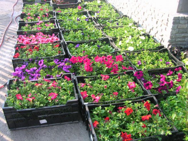 цветы петунья и их выращивание цветы петунья и их выращивание