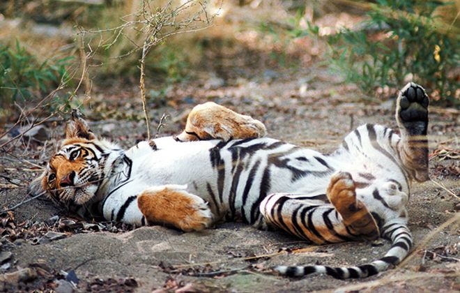 год тигра профессии год тигра профессии