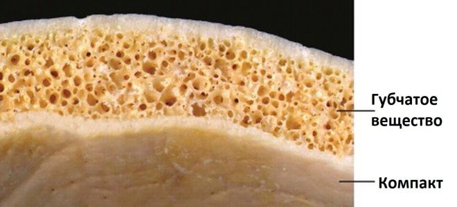 Губчатая кость Губчатая кость