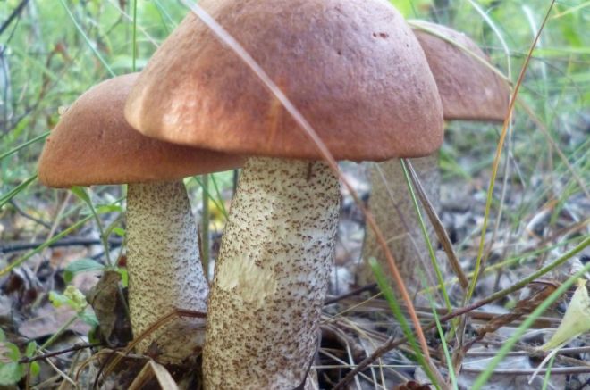 к чему снится собирать грибы подосиновики к чему снится собирать грибы подосиновики