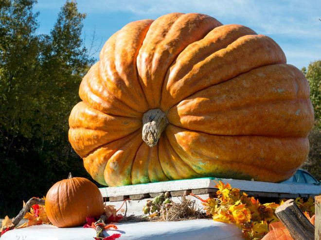 к чему снятся большие овощи к чему снятся большие овощи