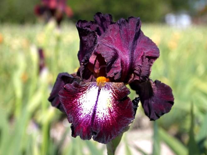 как отличить болотный ирис от сухопутного как отличить болотный ирис от сухопутного