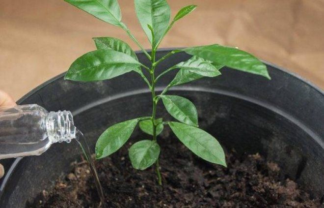 как поливать мандариновое дерево как поливать мандариновое дерево