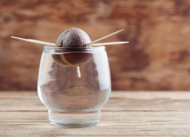 как посадить авокадо в домашних условиях как посадить авокадо в домашних условиях