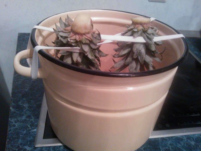 Как укоренить верхушку ананаса Как укоренить верхушку ананаса