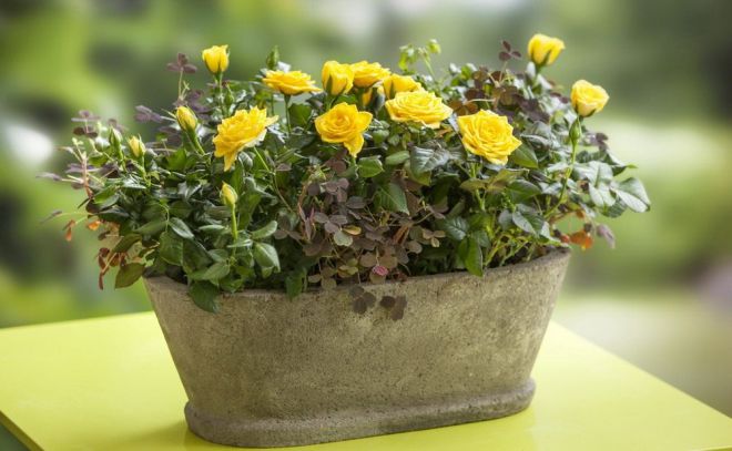 Какой горшок нужен для розы комнатной Какой горшок нужен для розы комнатной