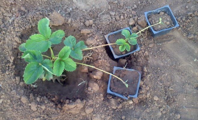 клубника Купчиха размножение клубника Купчиха размножение