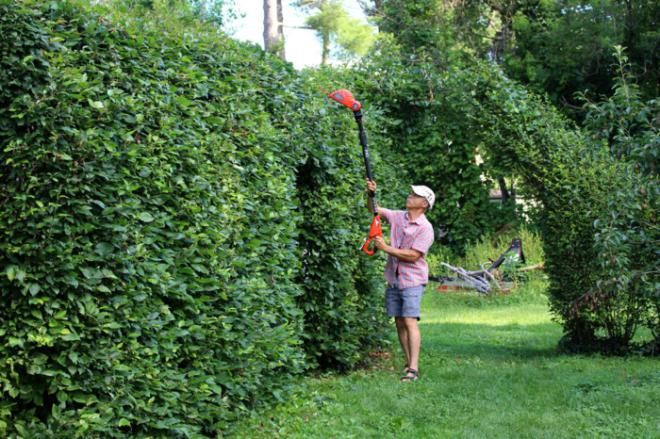лимонник живая изгородь лимонник живая изгородь