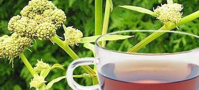 Любисток от алкоголизма Любисток от алкоголизма