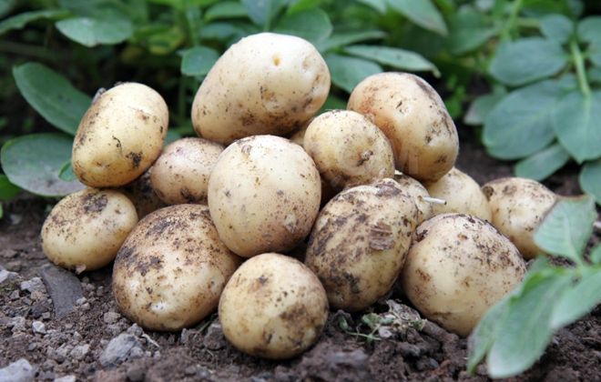 можно ли есть семенной картофель можно ли есть семенной картофель