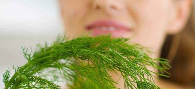отвар из-укропа для похудения отвар из-укропа для похудения