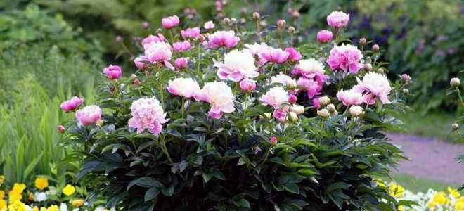 фото4 подкормка пионов карбамидом