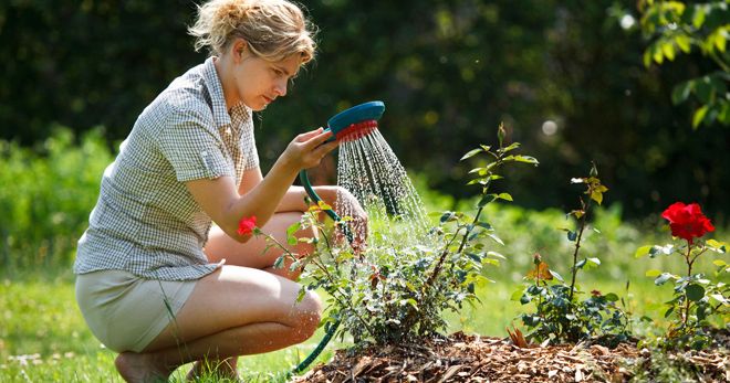 Подкормка роз в августе золой Подкормка роз в августе золой