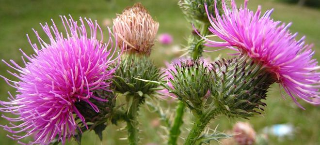 растительные гепатопротекторы растительные гепатопротекторы