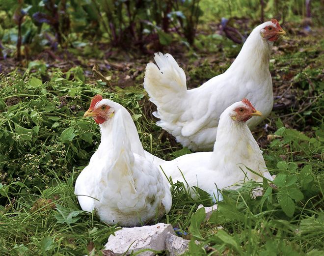 русские белые русские белые