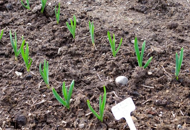 схема посадки чеснока схема посадки чеснока