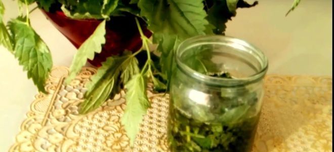 Травы для лечения суставов Травы для лечения суставов