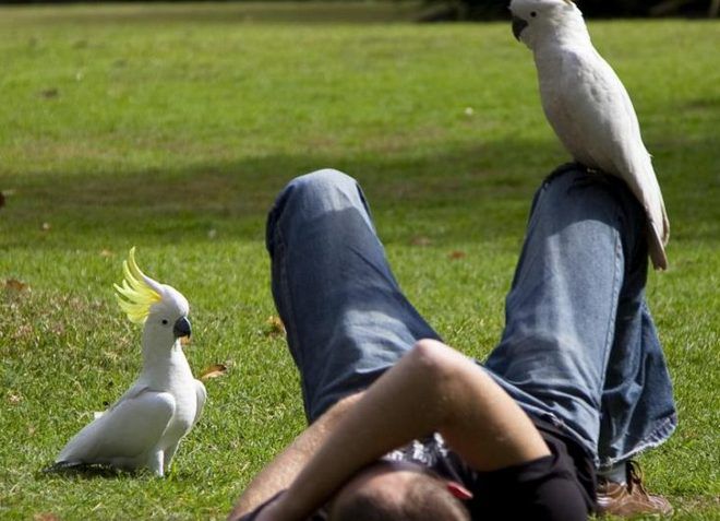 чем полезен и интересен попугай какаду чем полезен и интересен попугай какаду