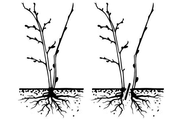 черная смородина размножение деление куста черная смородина размножение деление куста
